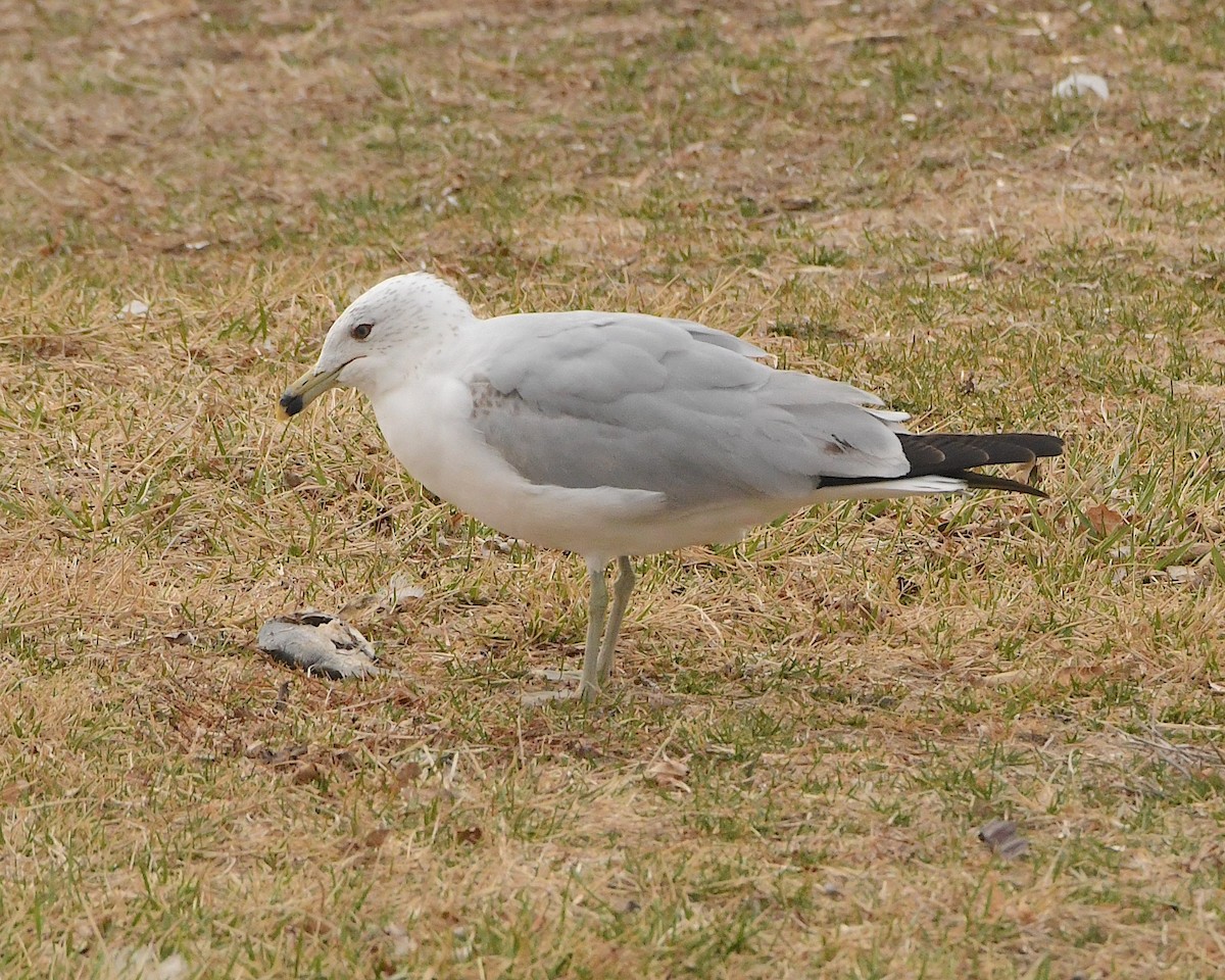 Ring-billed Gull - ML449704051