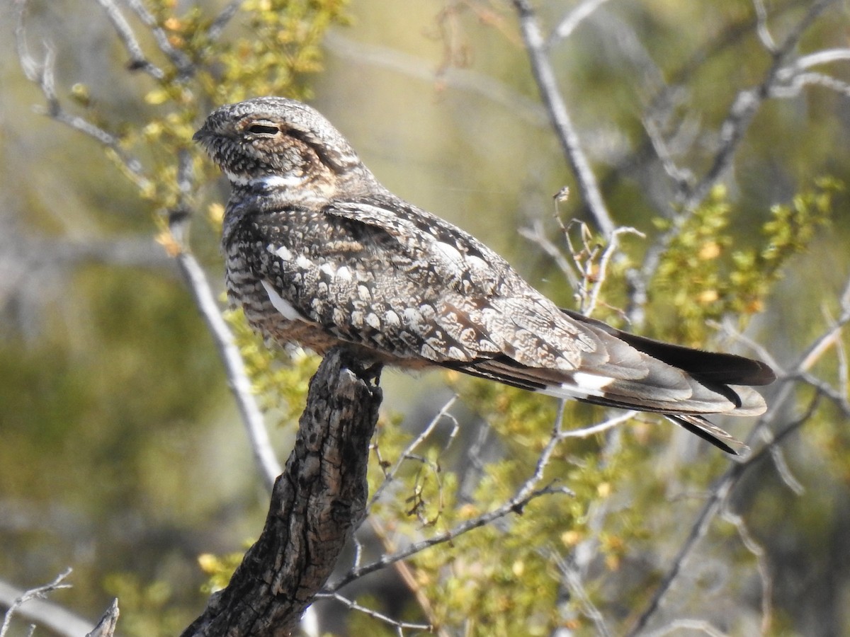 Lesser Nighthawk - ML449704121