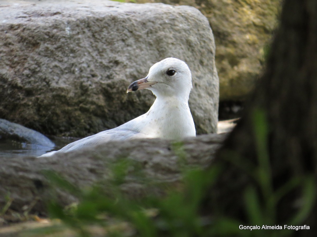 Ring-billed Gull - ML449704381