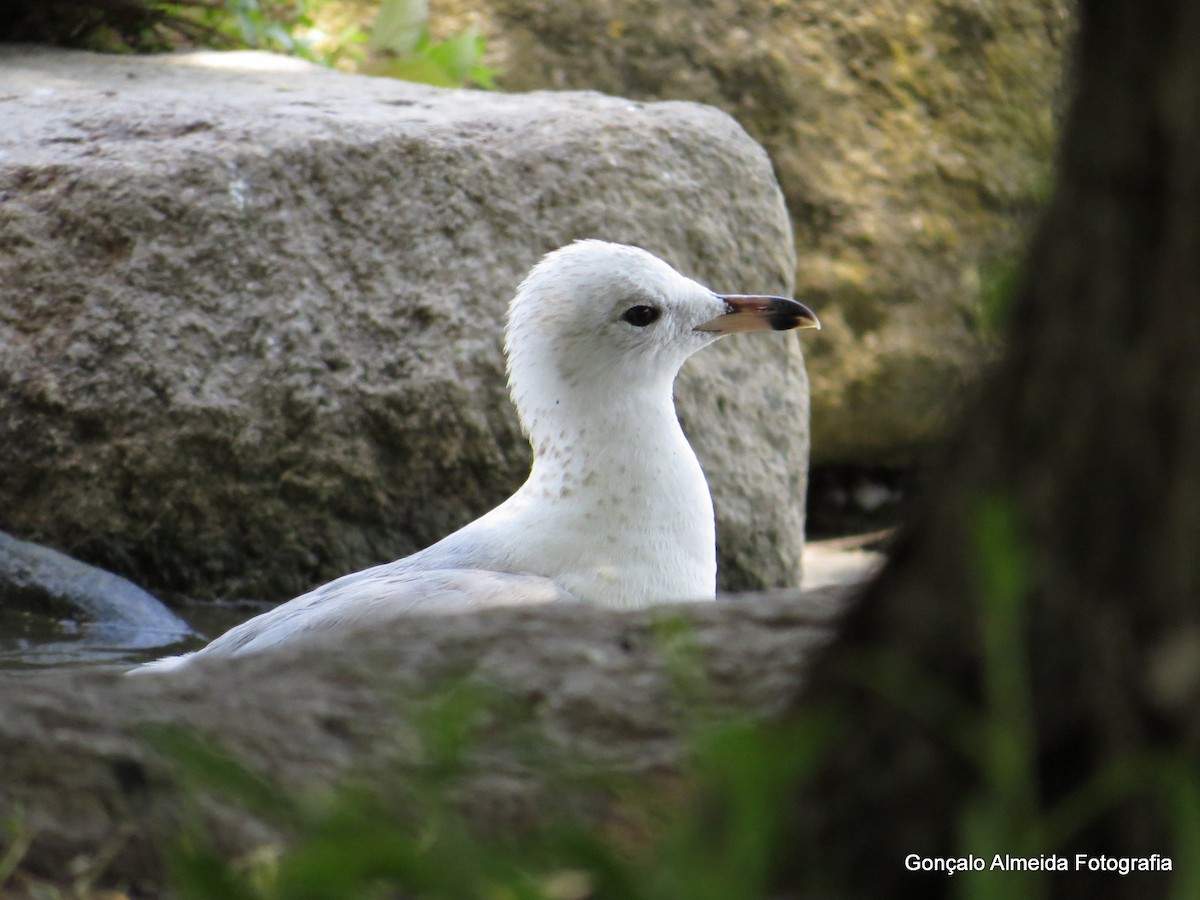 Ring-billed Gull - ML449704401