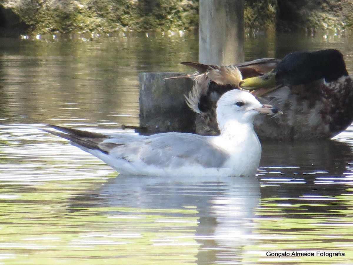 Ring-billed Gull - ML449704431