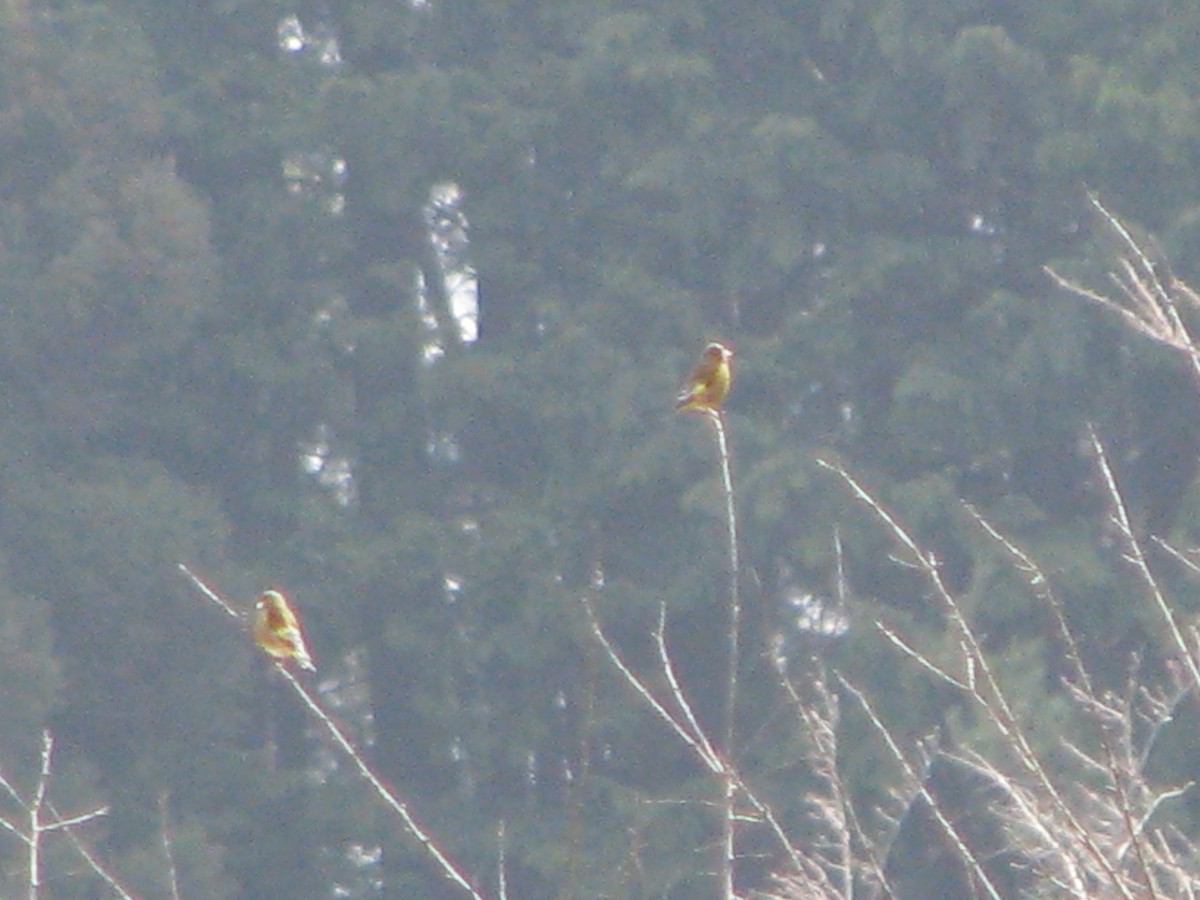 Oriental Greenfinch - ML44970581