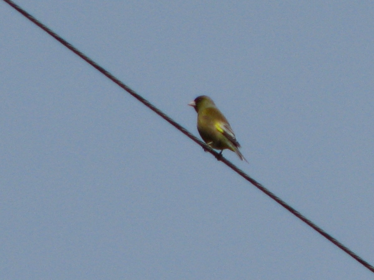 Oriental Greenfinch - ML44970601