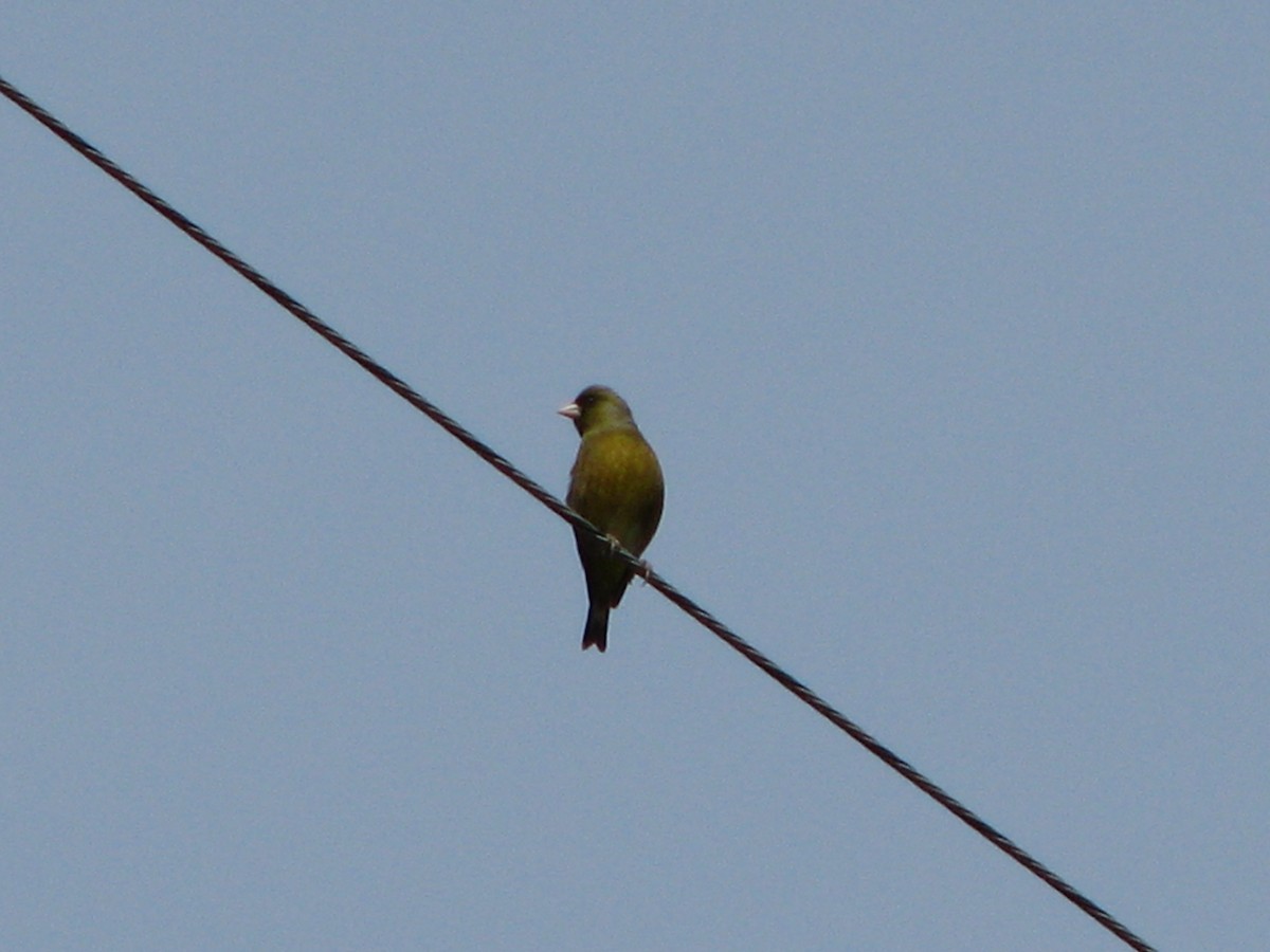 Oriental Greenfinch - ML44970611