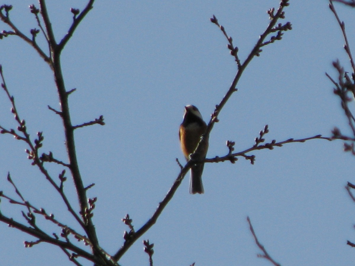 Varied Tit - ML44970671