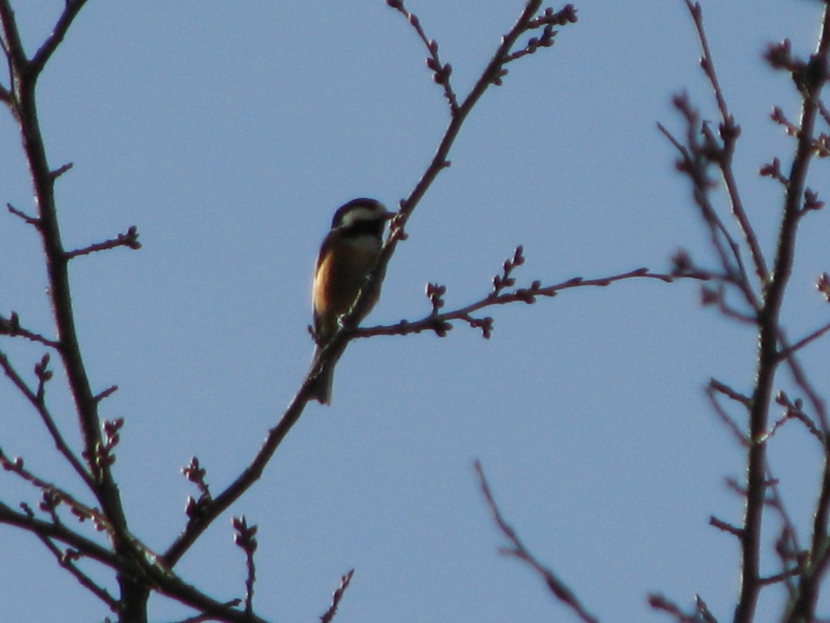 Varied Tit - ML44970681