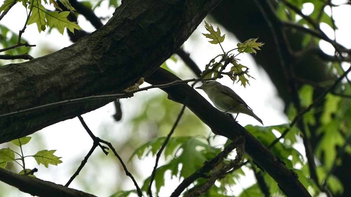 Warbling Vireo - ML449709441