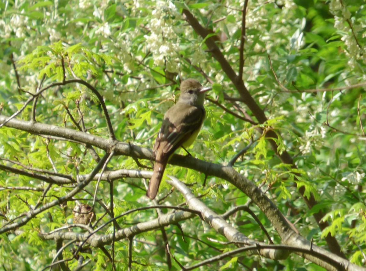 Great Crested Flycatcher - ML449709481