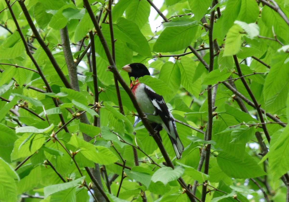 Rose-breasted Grosbeak - ML449709741