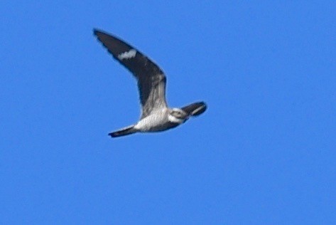 Common Nighthawk - barbara segal