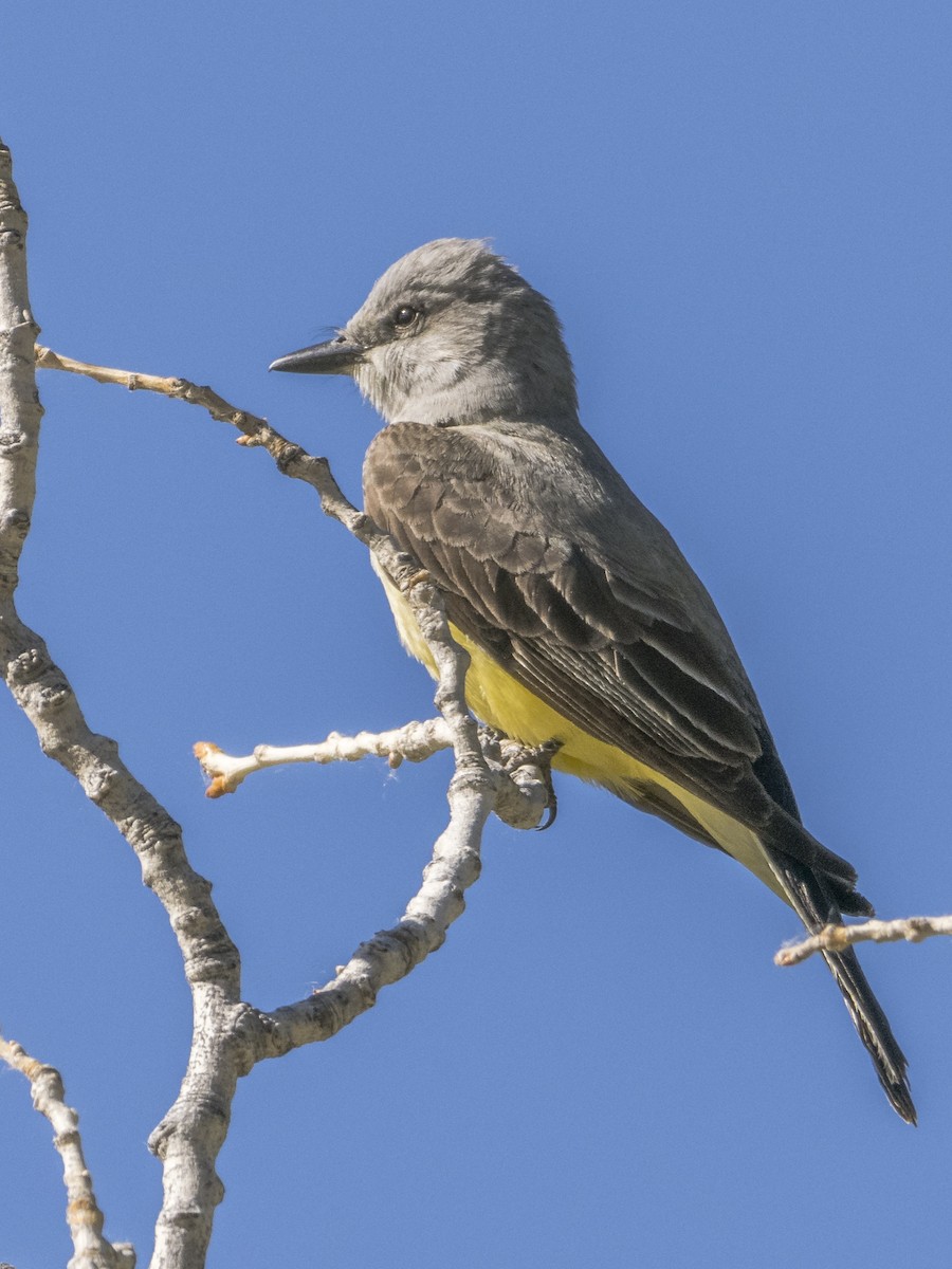 Western Kingbird - ML449711281