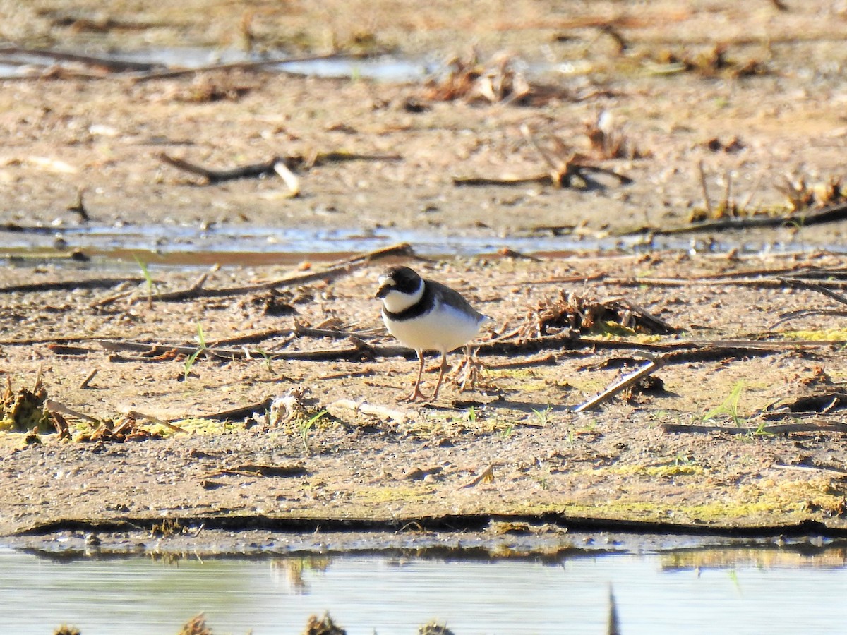 Semipalmated Plover - ML449711581