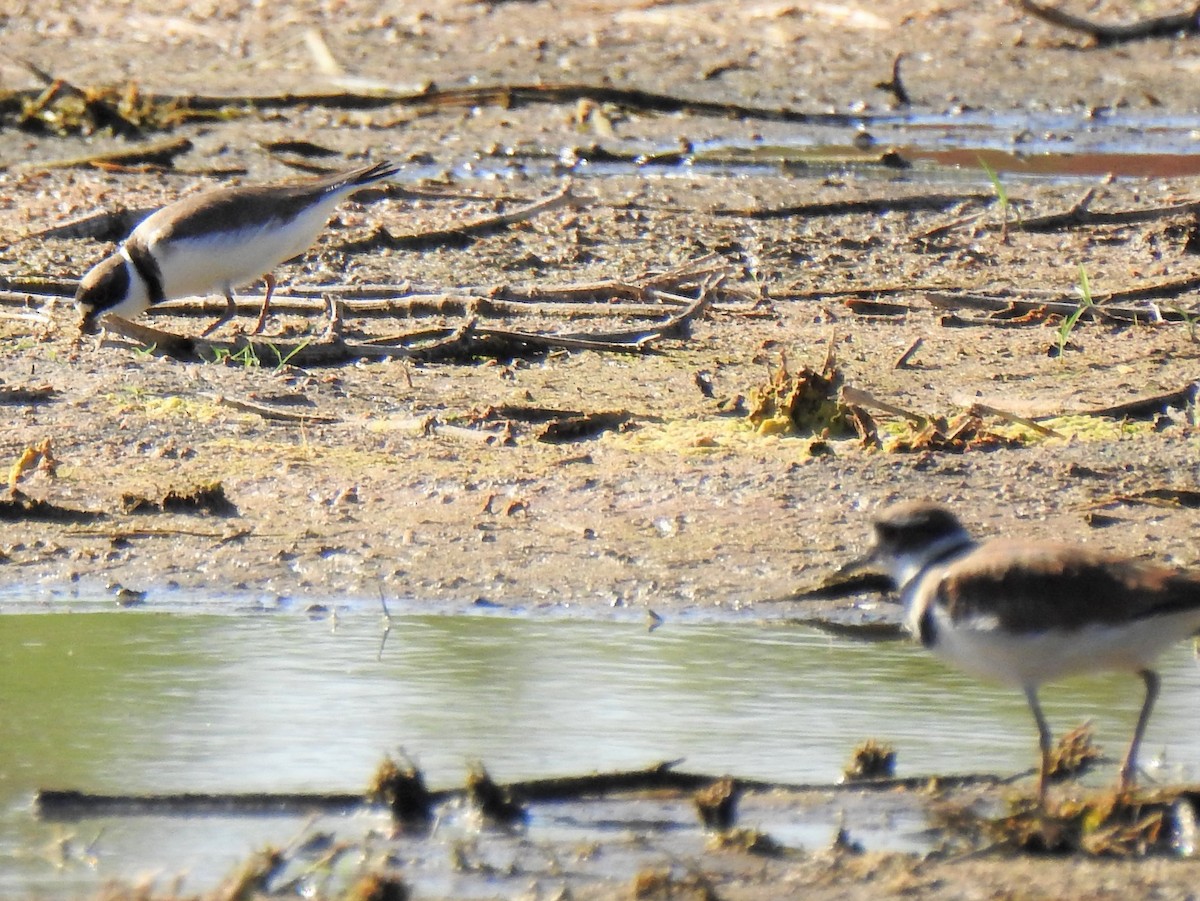 Semipalmated Plover - ML449711591