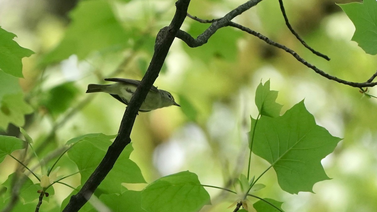 Warbling Vireo - ML449711831