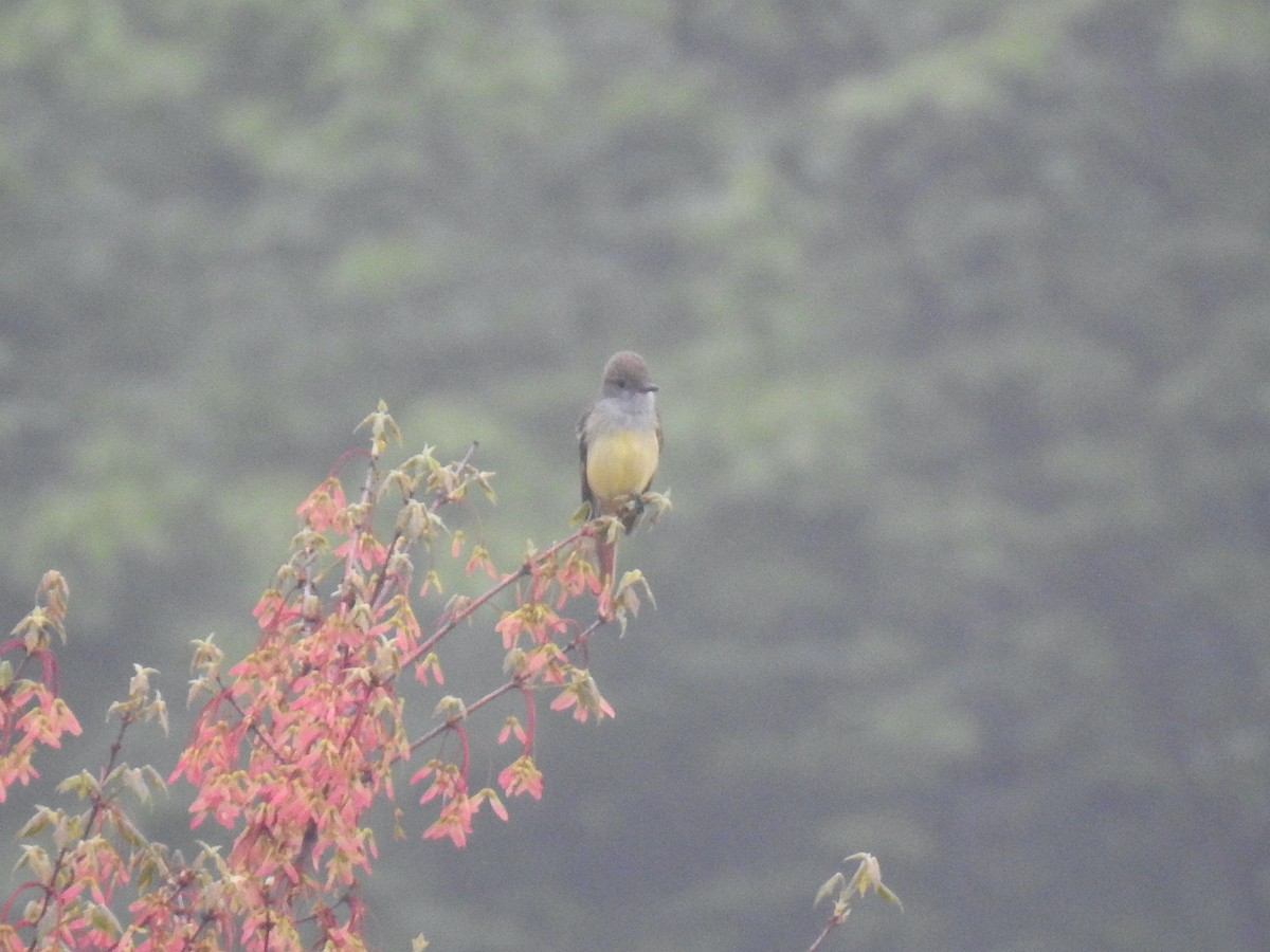 Great Crested Flycatcher - ML449712991