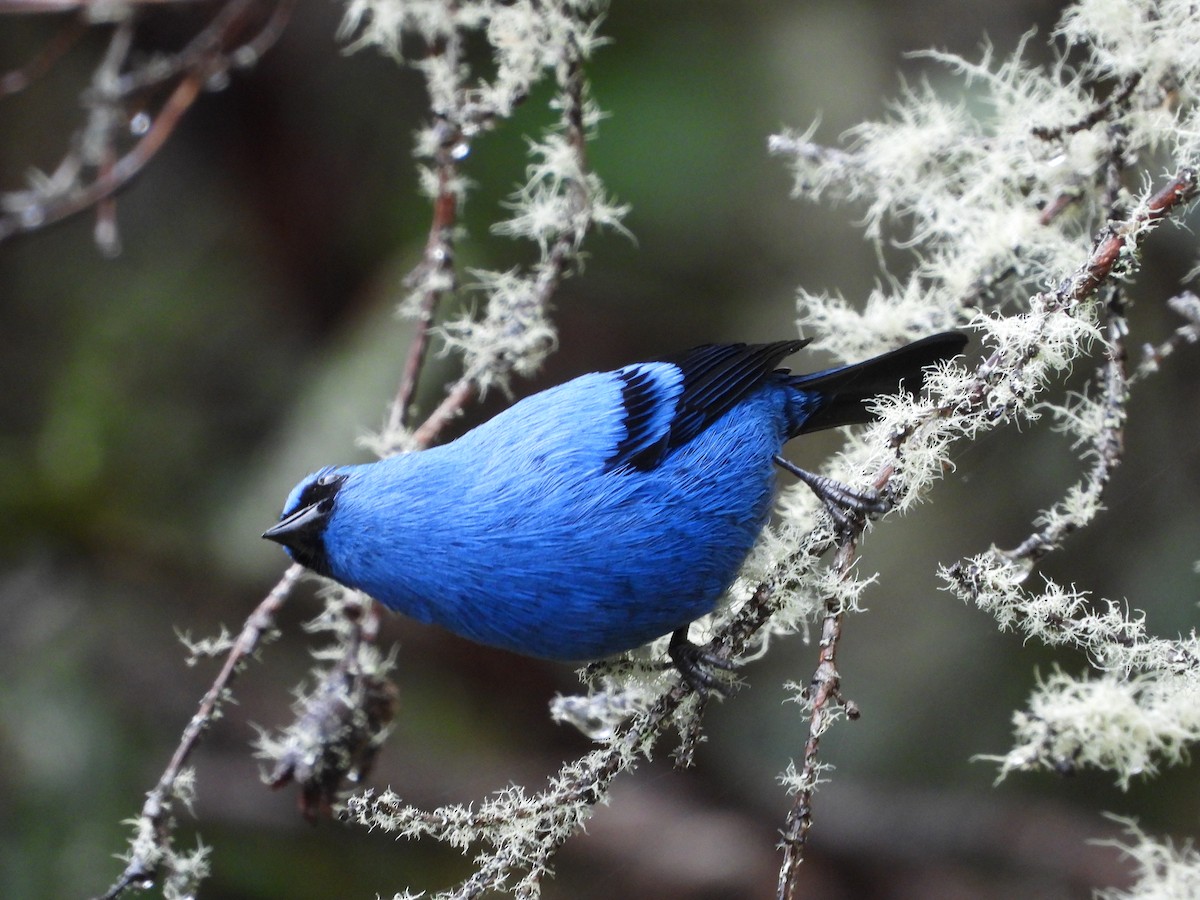 Blue-and-black Tanager - ML449714441