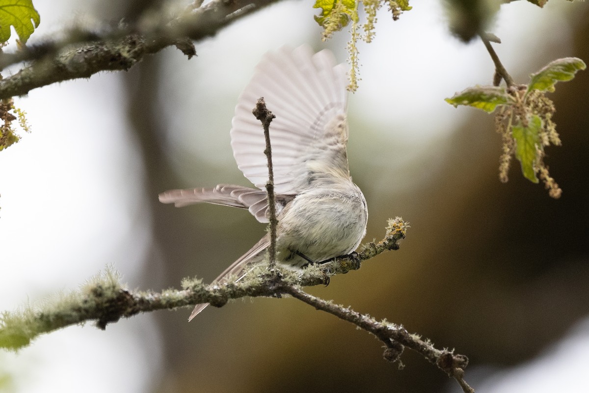 Dusky Flycatcher - ML449714661