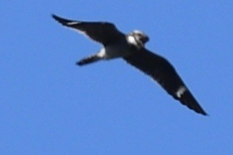 Common Nighthawk - ML449715431