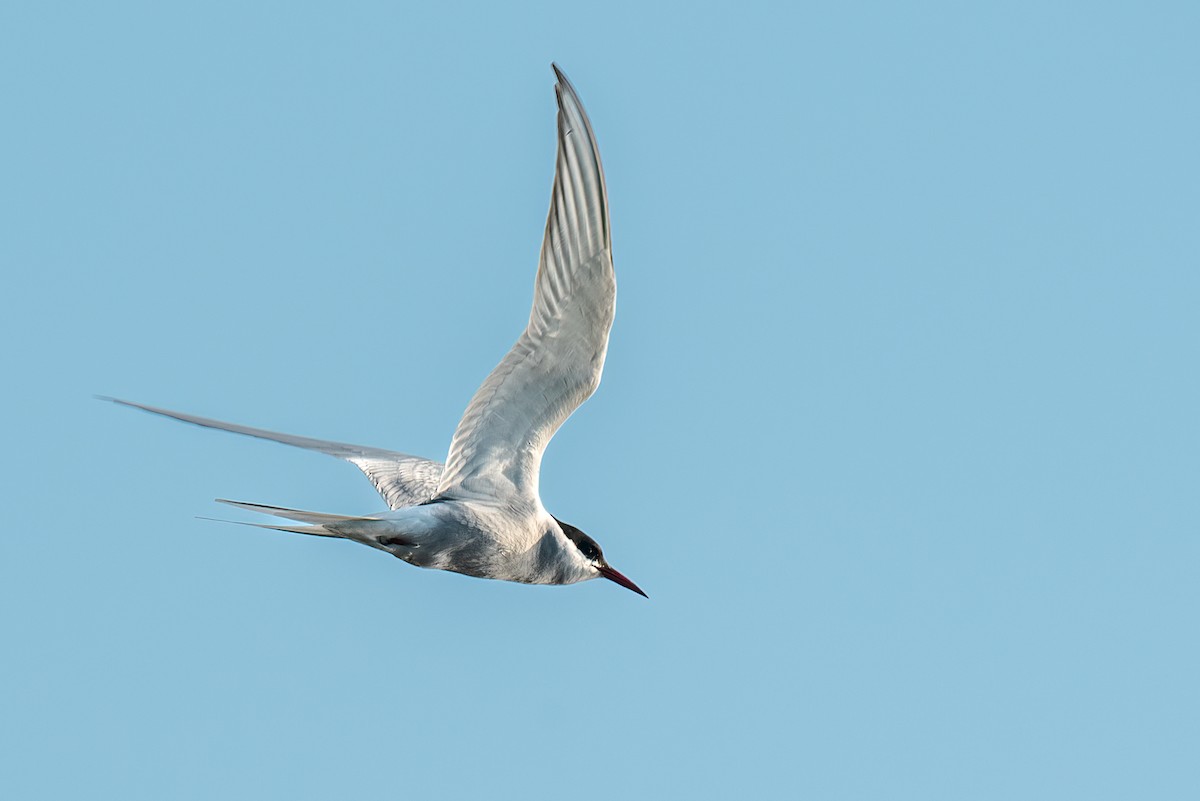 Arctic Tern - Kayann Cassidy