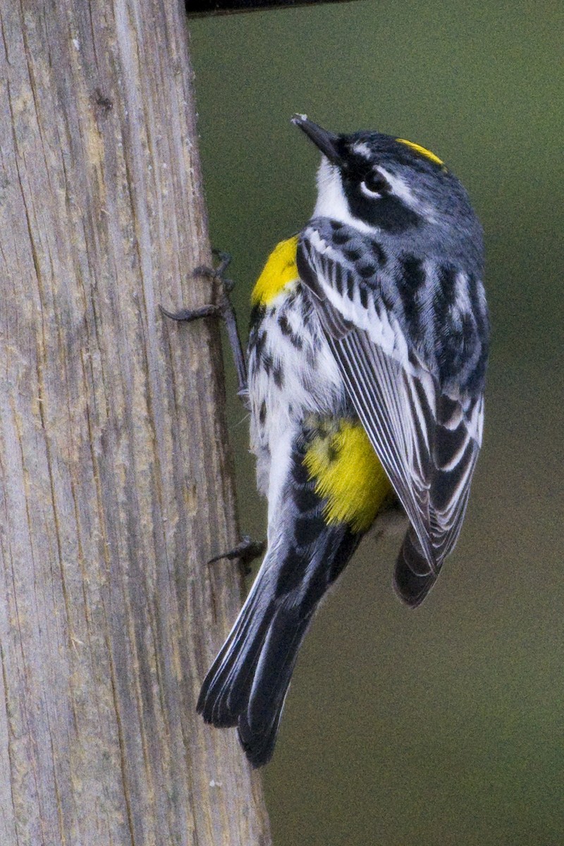 Yellow-rumped Warbler - ML449716081
