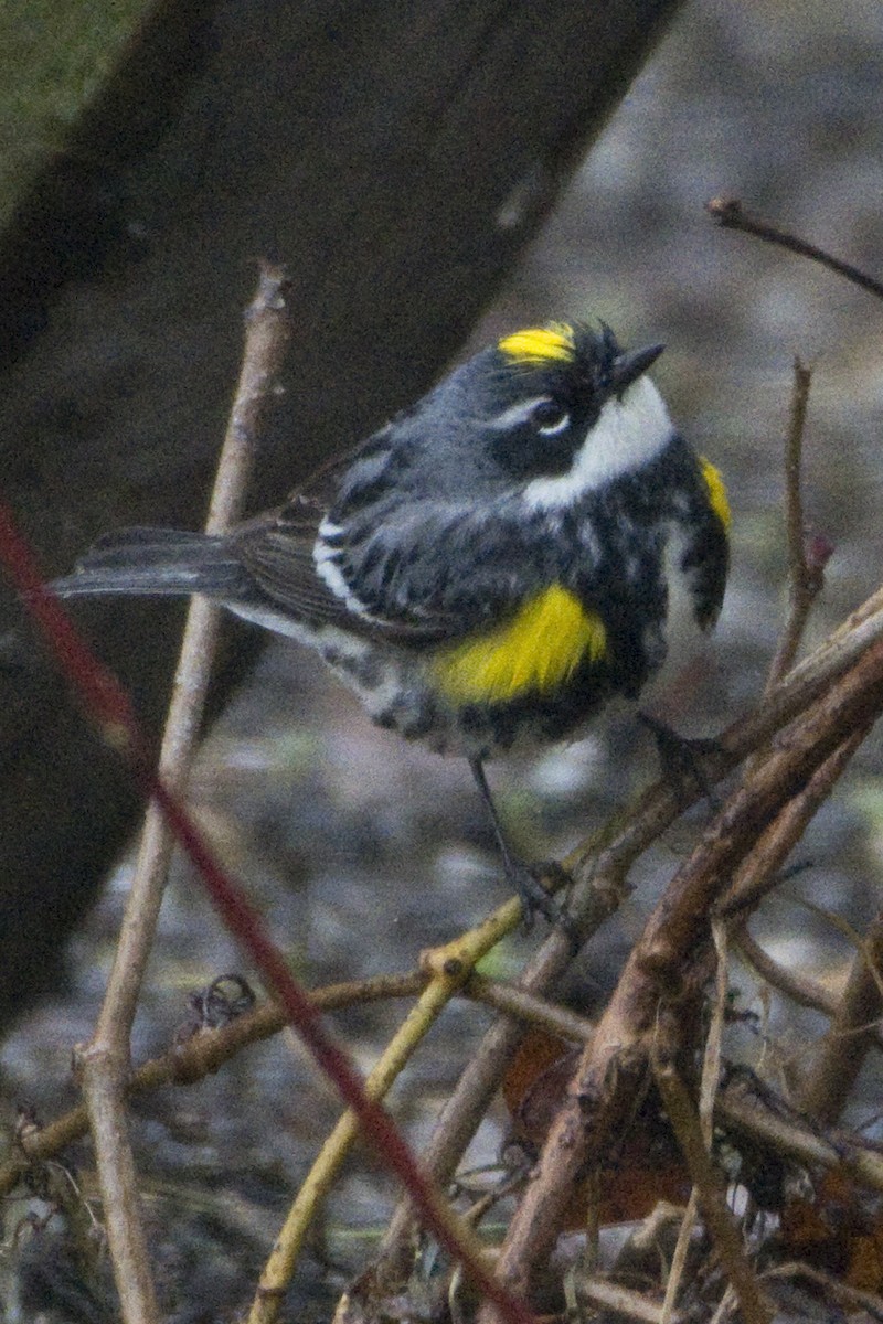 Yellow-rumped Warbler - ML449716091