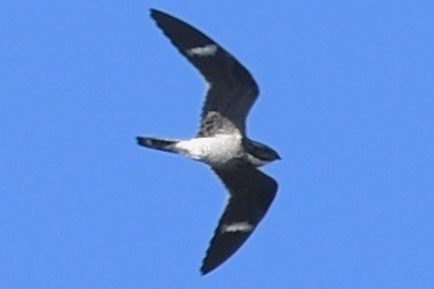 Common Nighthawk - ML449716201