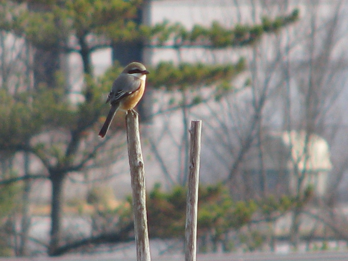 Bull-headed Shrike - ML44971711