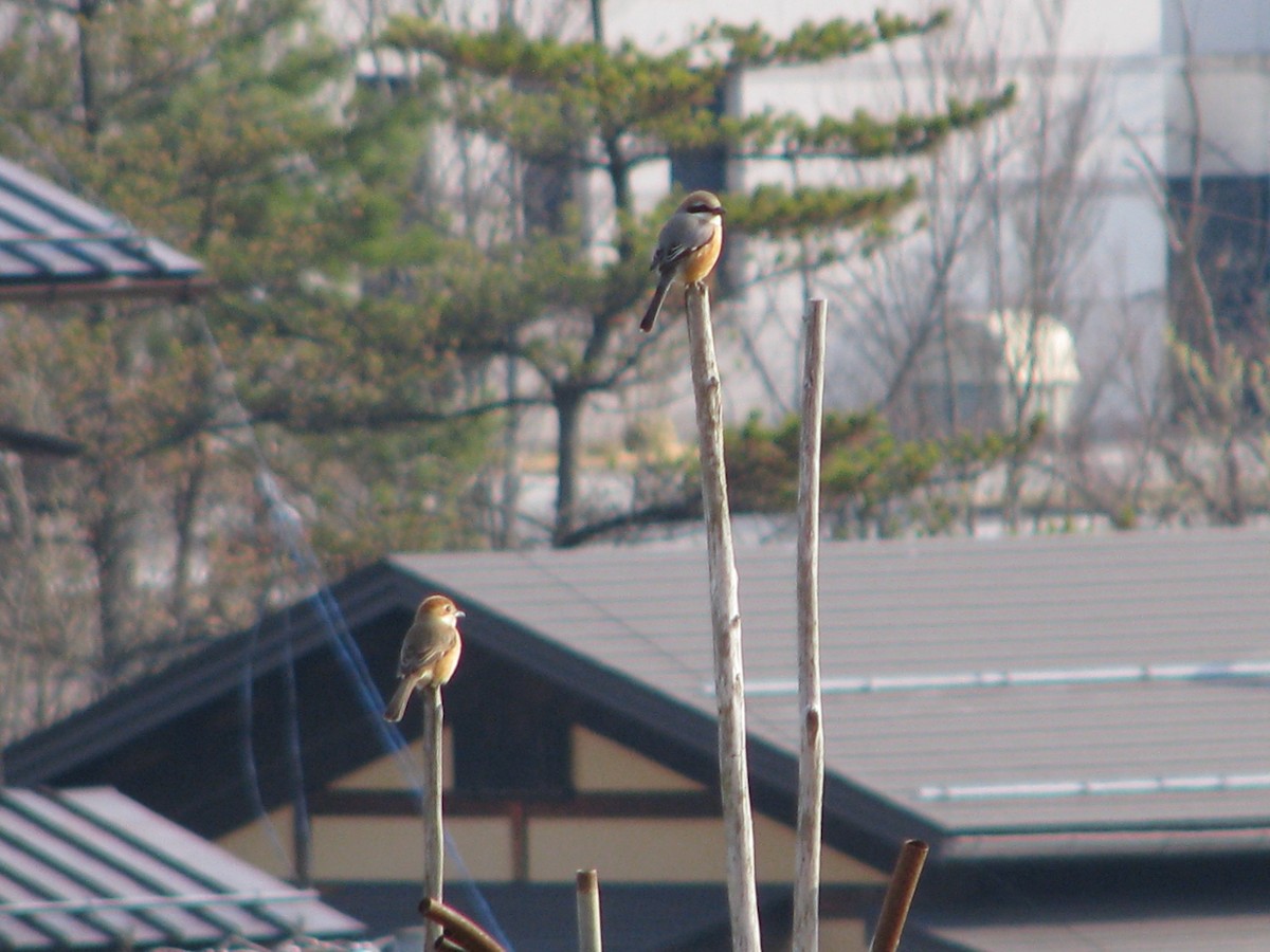 Bull-headed Shrike - ML44971721