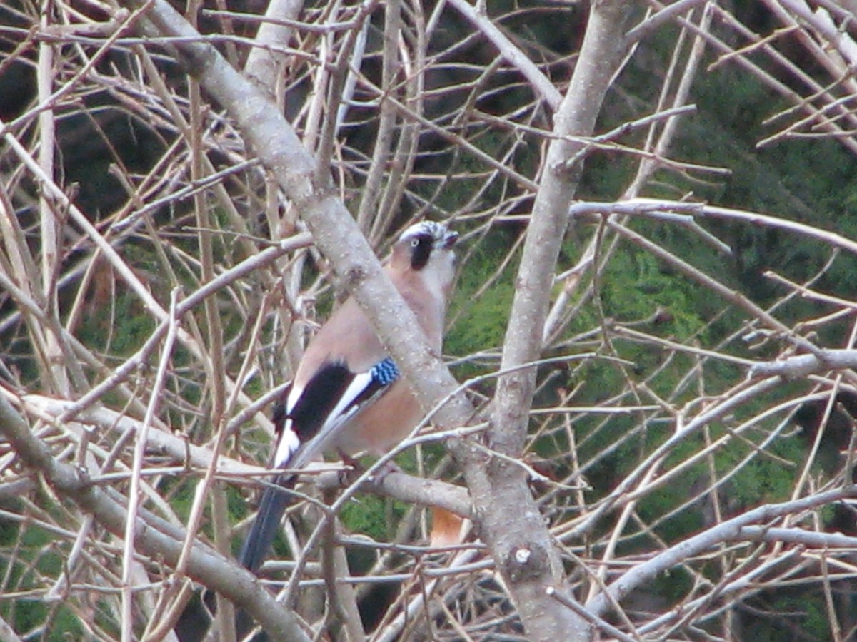 Eurasian Jay - ML44971791