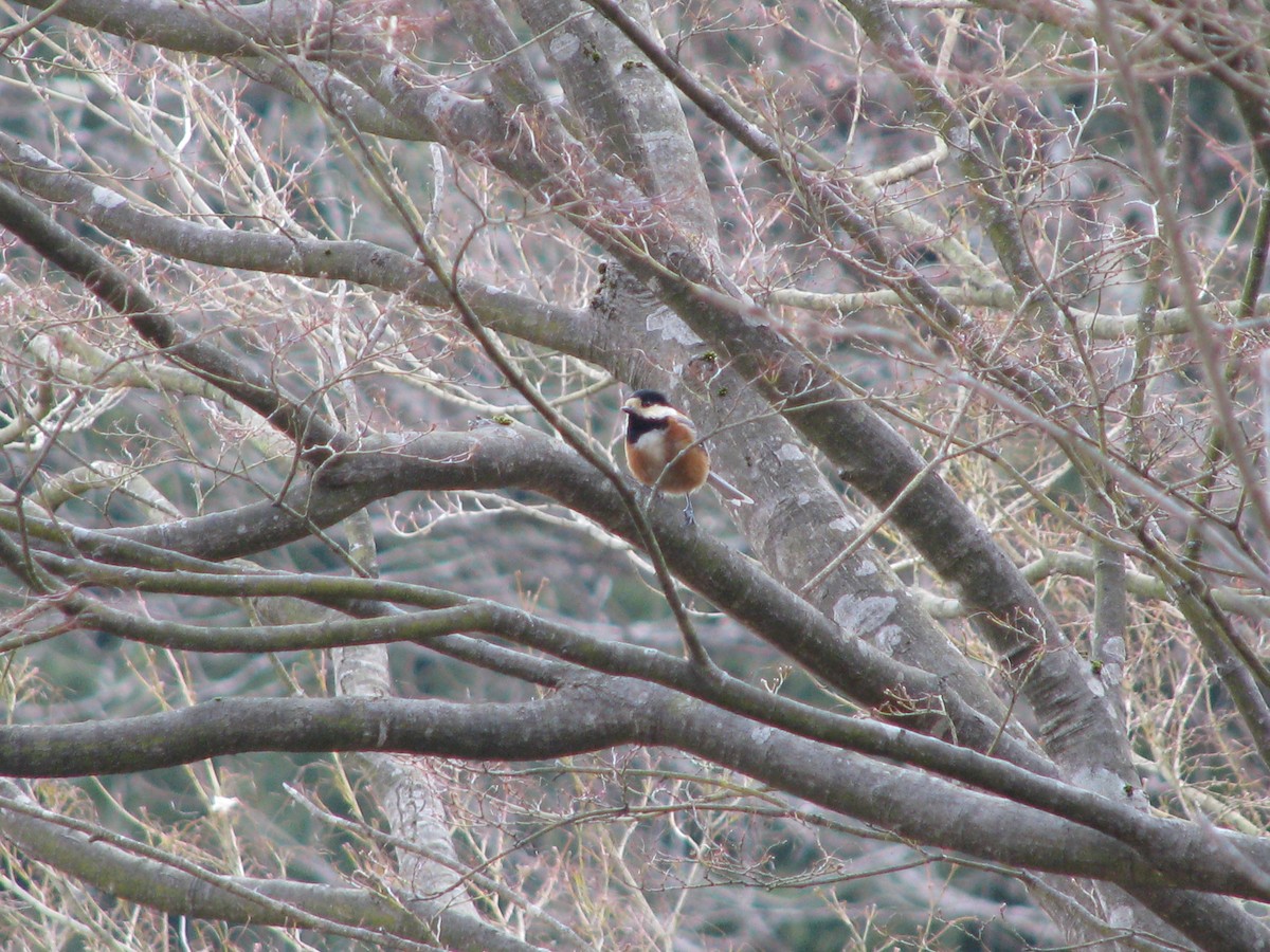 Varied Tit - ML44971911