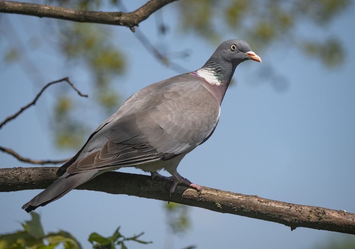 Common Wood-Pigeon - ML449719151