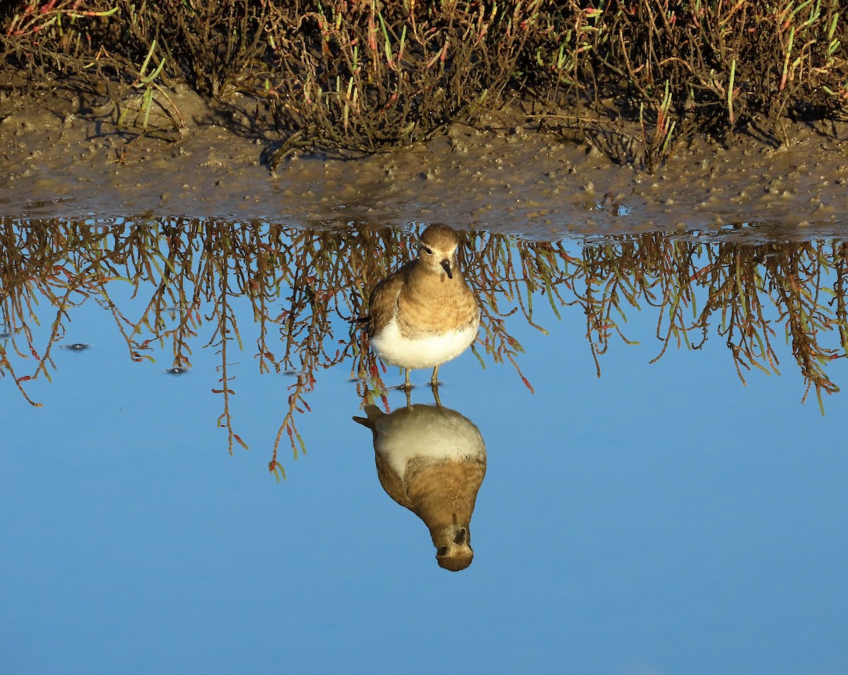 Rufous-chested Dotterel - SusanaM Lorenzo