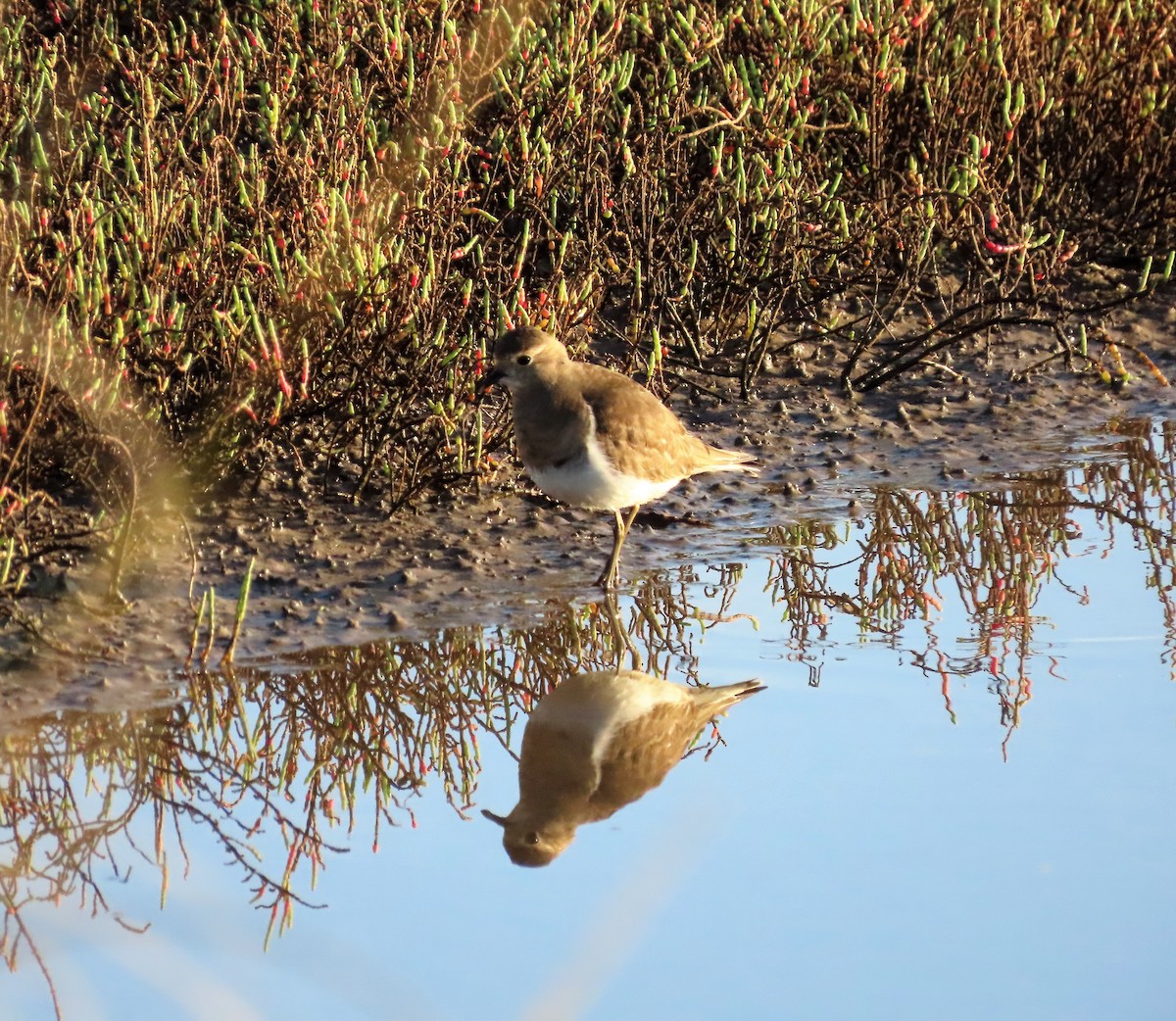 Rufous-chested Dotterel - ML449719381