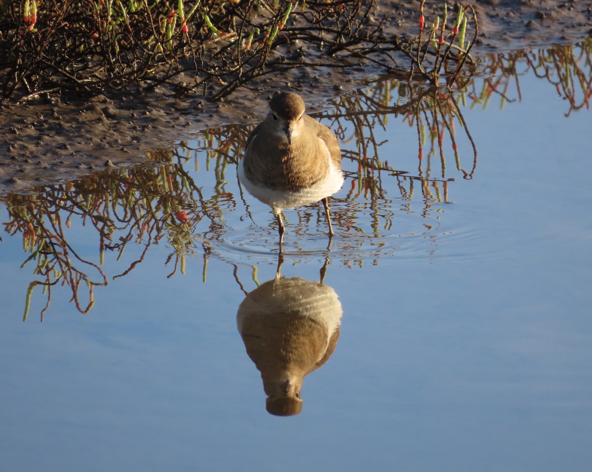 Rufous-chested Dotterel - ML449719411