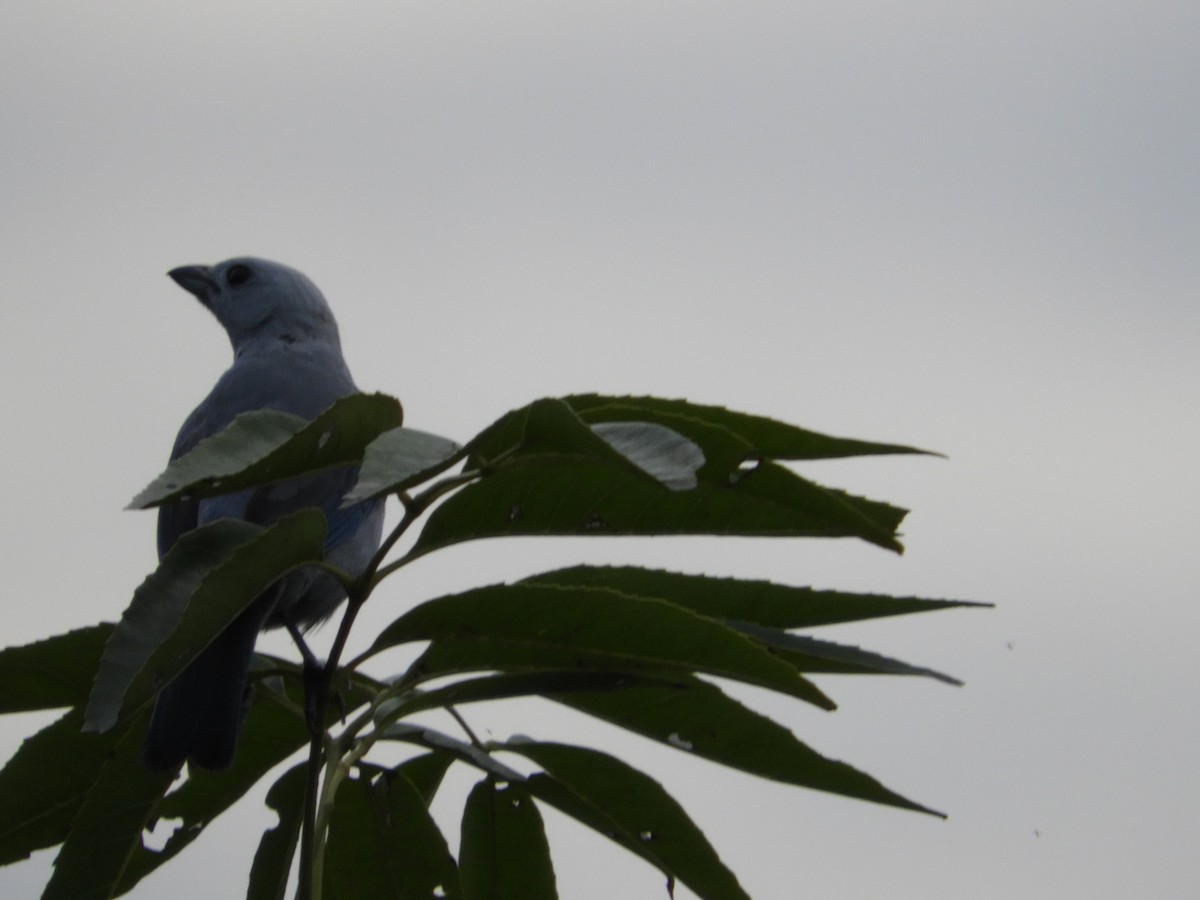 Blue-gray Tanager - ML449719721