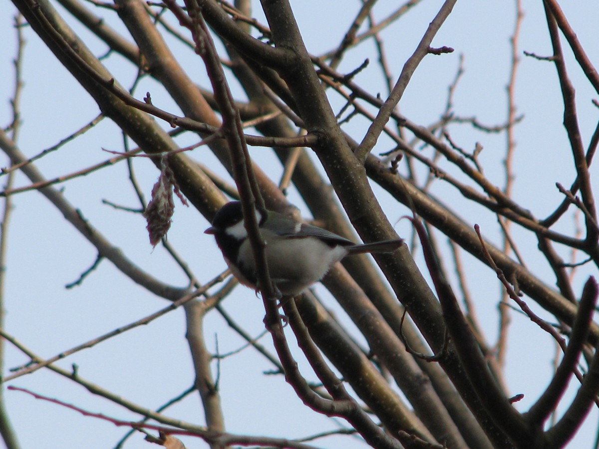 Japanese Tit - ML44971981