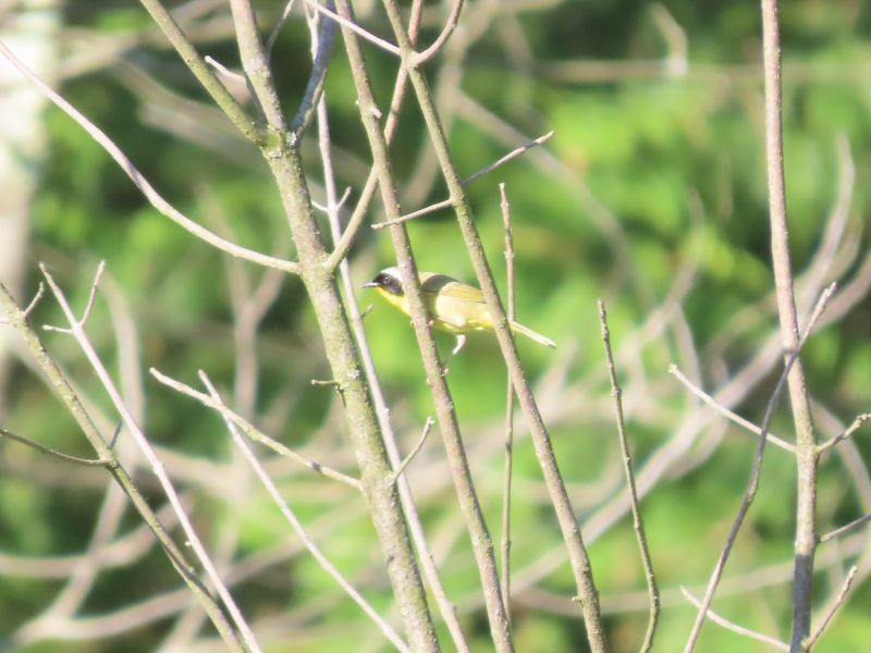 Common Yellowthroat - ML449720351