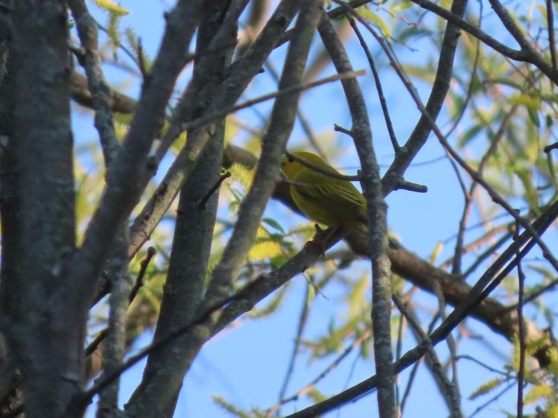 Yellow Warbler - ML449720531