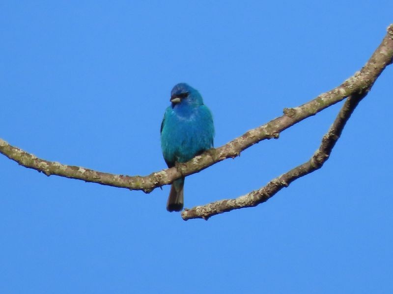 Indigo Bunting - ML449720771