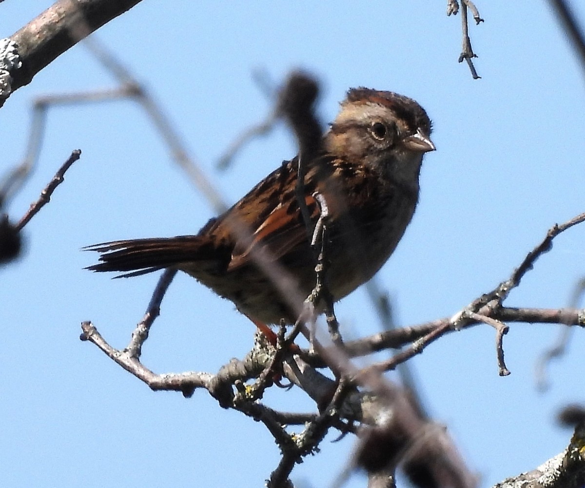 Swamp Sparrow - ML449721571