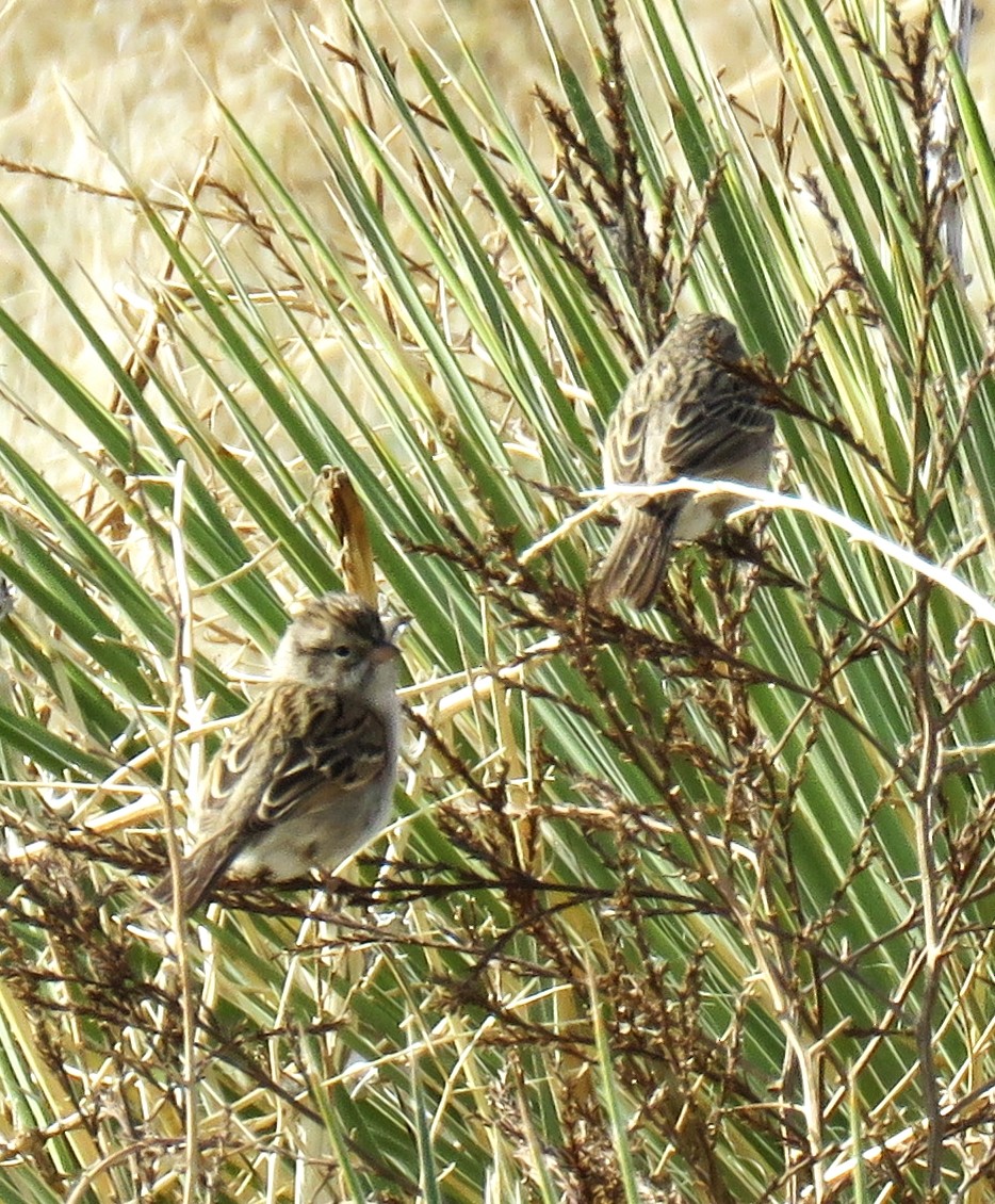 Brewer's Sparrow - ML449721701