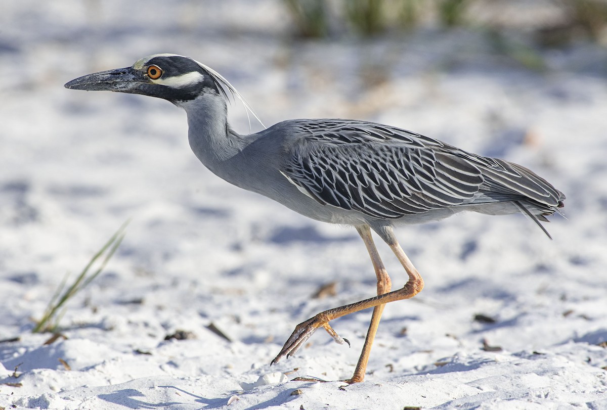 Yellow-crowned Night Heron - Denny Swaby