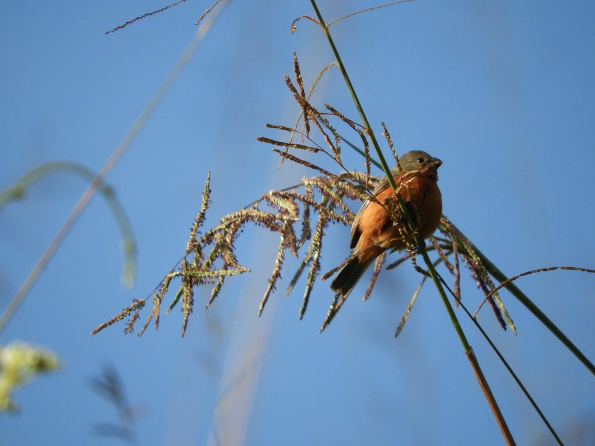 Ruddy-breasted Seedeater - ML449721841