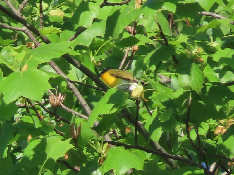 Yellow-breasted Chat - ML449722071