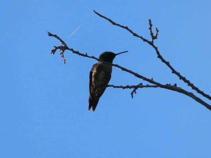 Colibrí Gorjirrubí - ML449722681