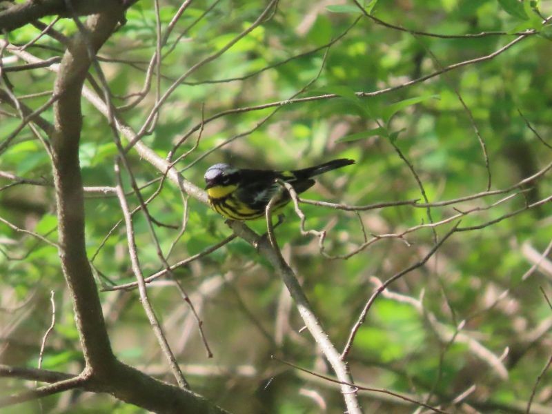 Magnolia Warbler - ML449723291