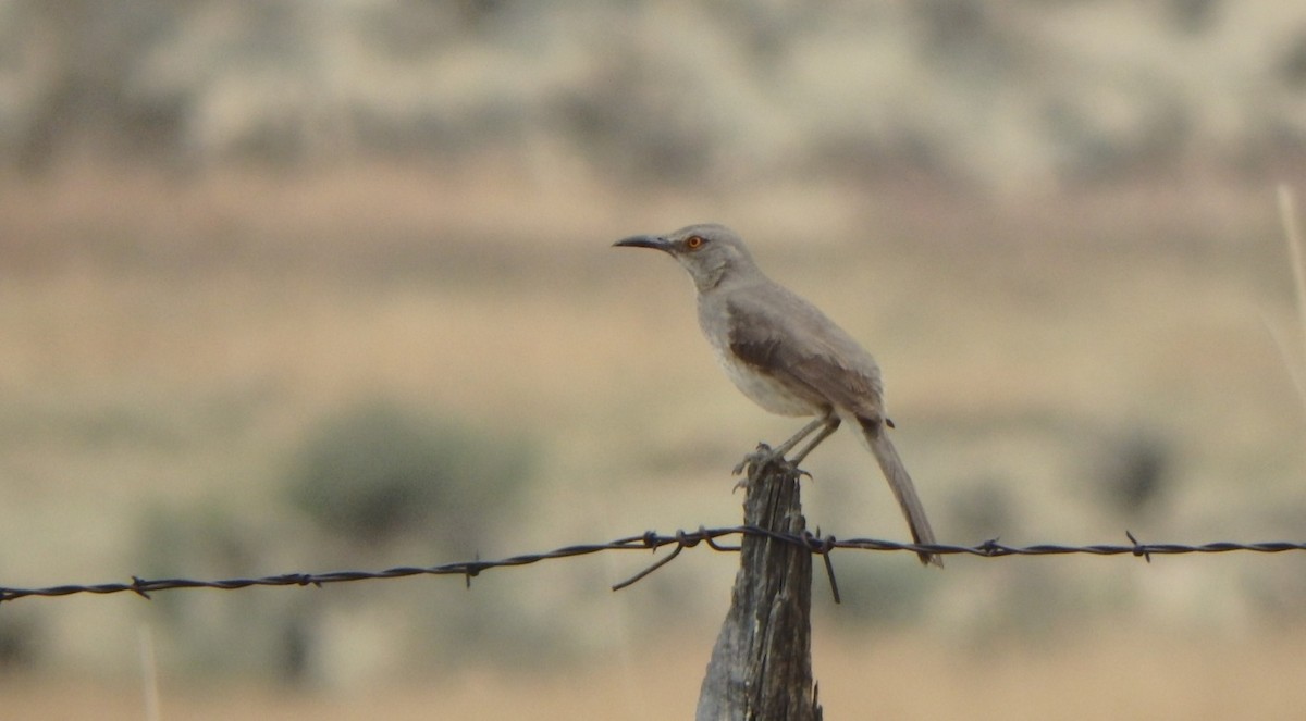 Curve-billed Thrasher - ML449724791