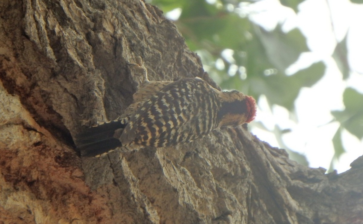 Ladder-backed Woodpecker - ML449725041