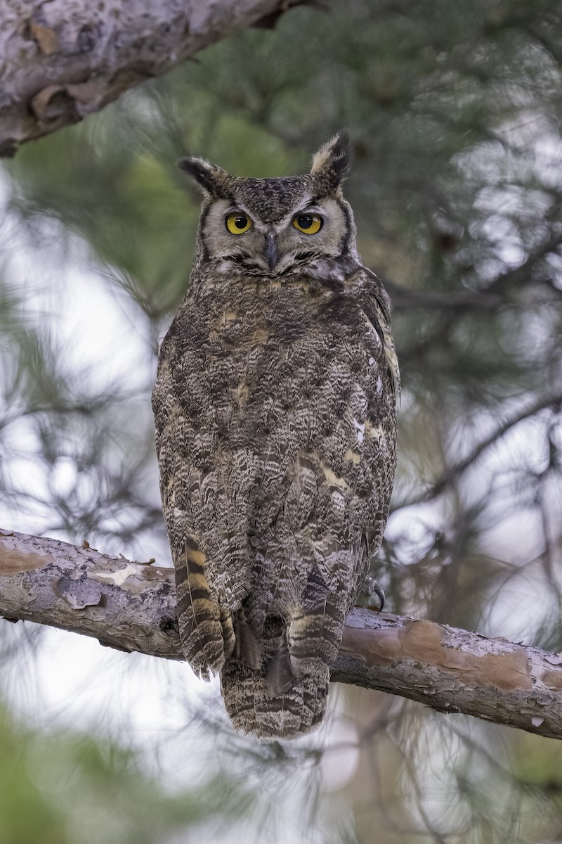 Great Horned Owl - Sharif Uddin