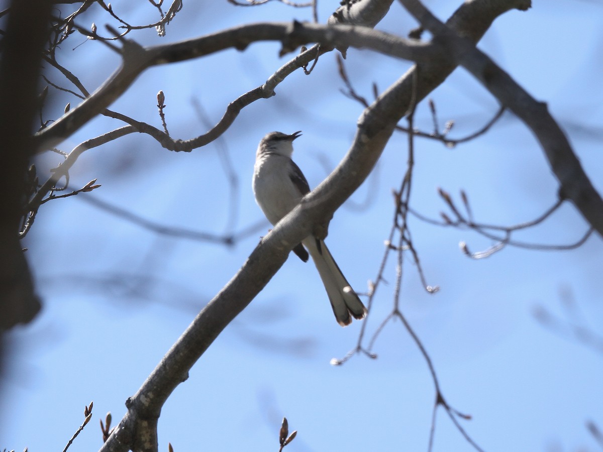 Northern Mockingbird - Sylvie Robert